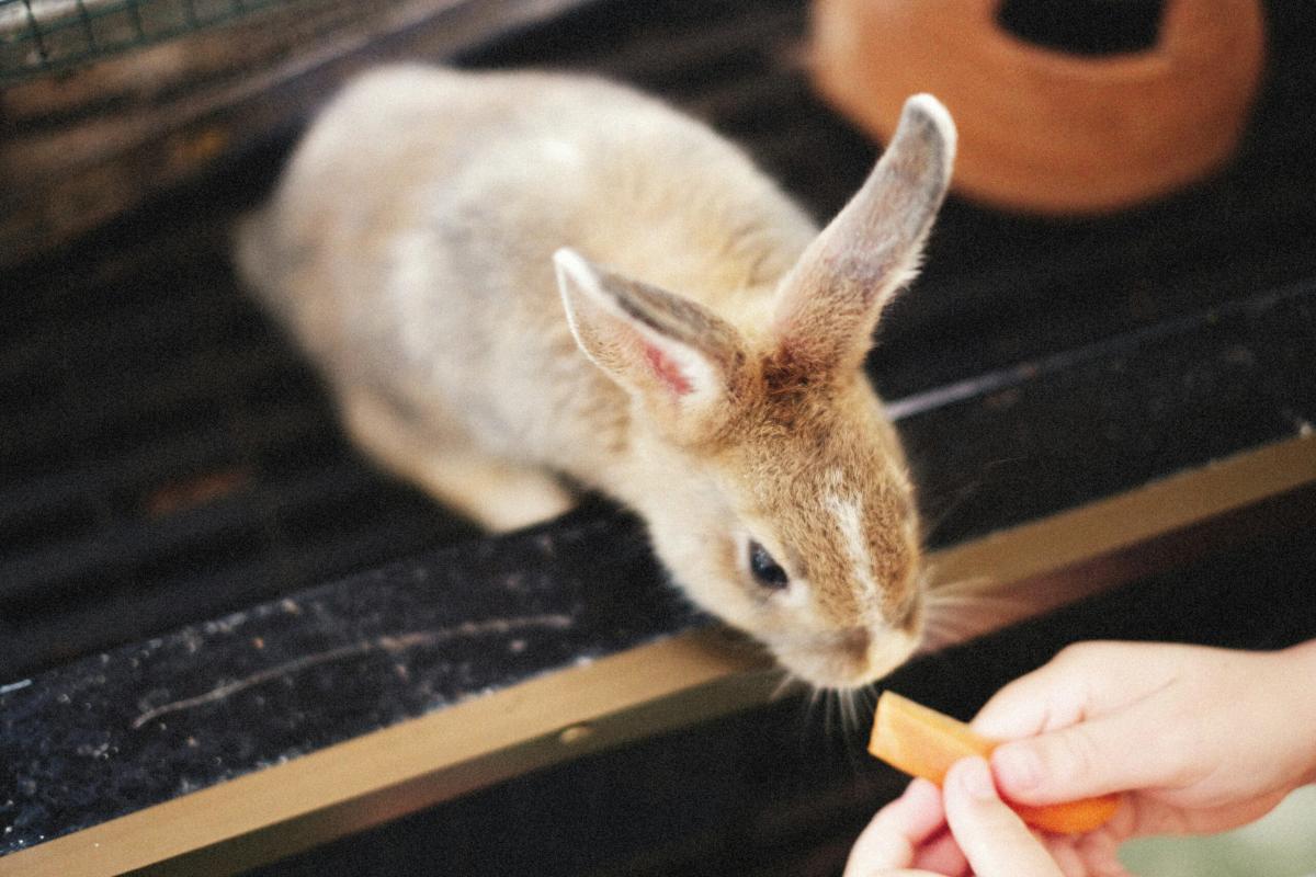 Cosa mangia un coniglio domestico? Cibi preferiti e quelli da evitare