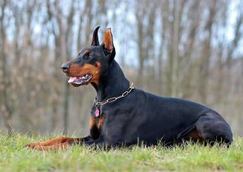 Genova, donna aggredita da dobermann: portata al Pronto Soccorso de…