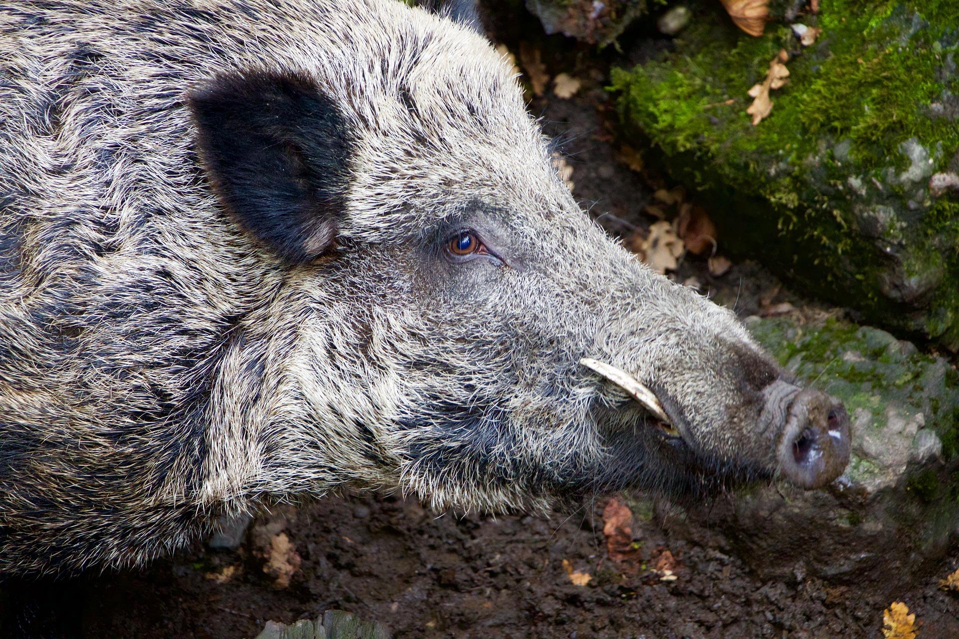 Cosa fare in caso di incontro con un cinghiale