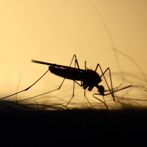 Chi sono le due donne morte colpite dal virus West Nile a Parma?