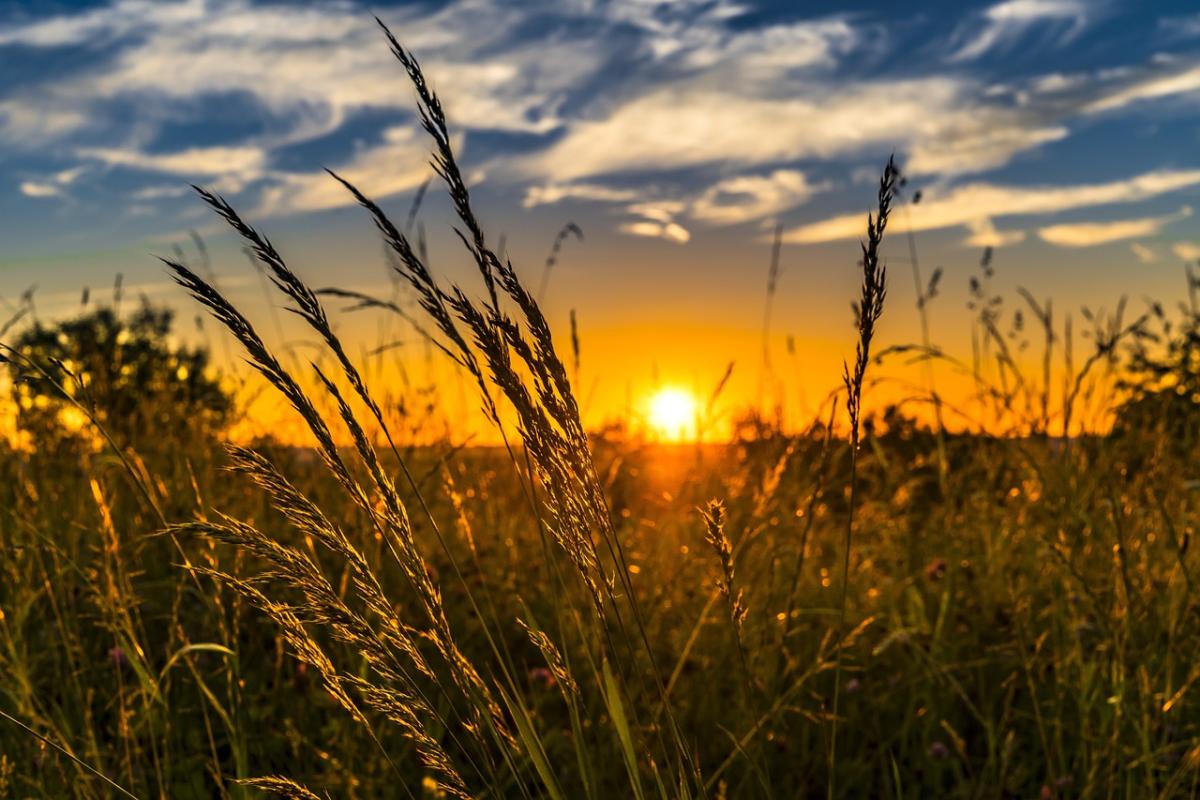 Fondo Innovazione Agricoltura: domande dal 27 novembre. Chi sono i …