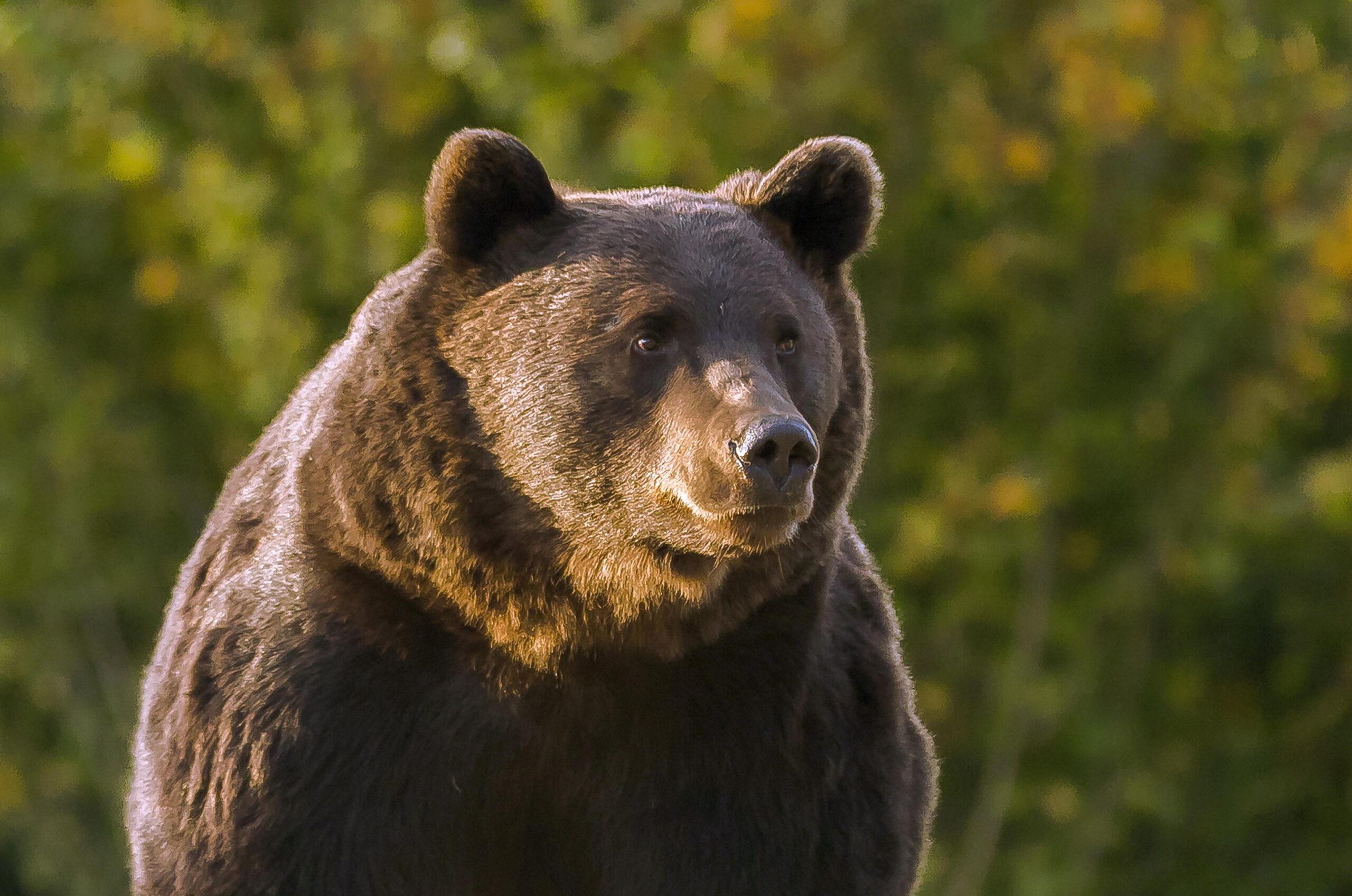 Orsa Jj4, veterinari sul piede di guerra contro il ministro Pichetto Fratin: “No all’eutanasia”