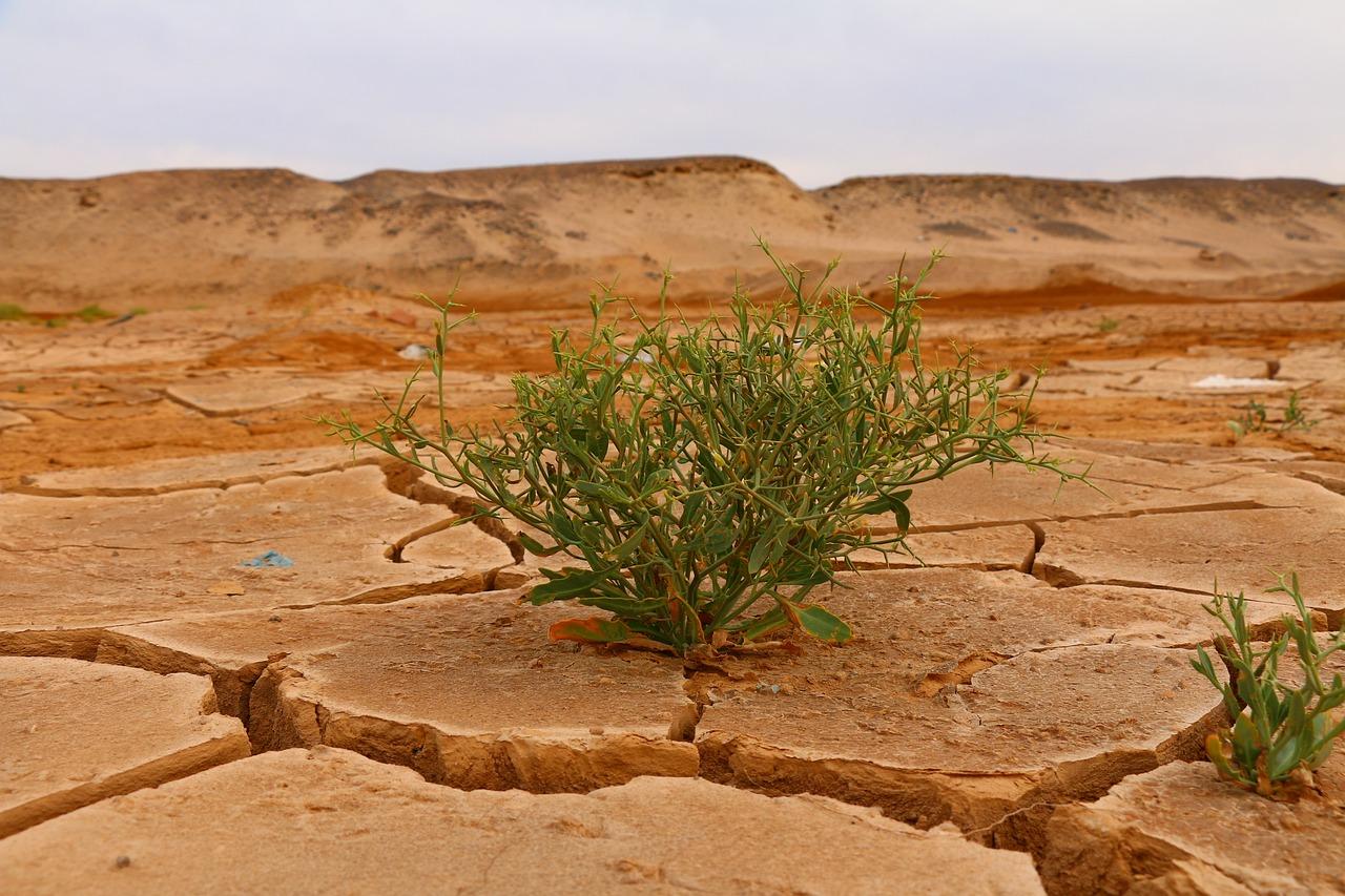 Cambiamento climatico, allarme Onu per nuove ondate di calore da record: aumentano i rischi per la salute