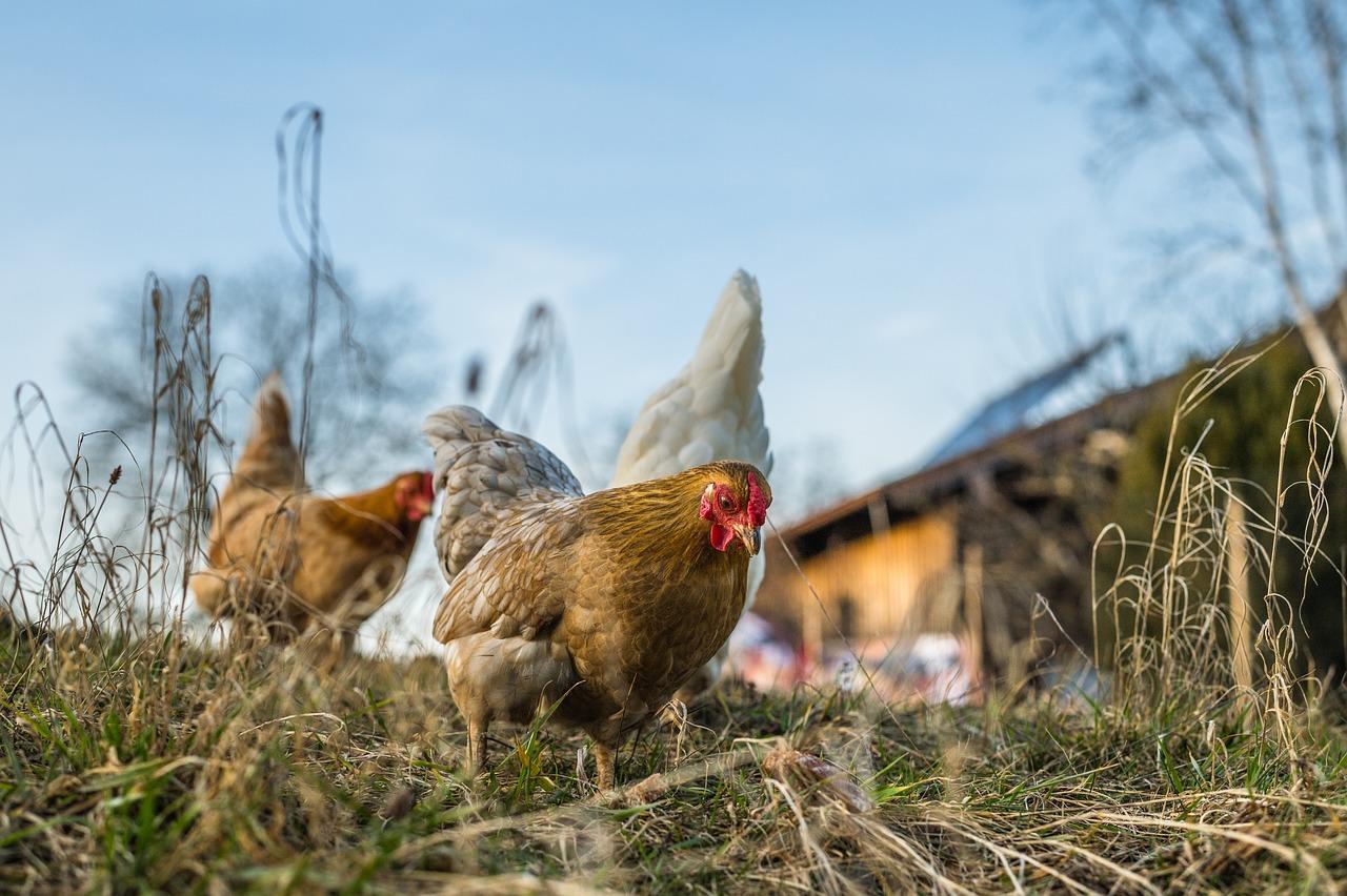 Cucina casereccia: come cucinare la gallina ruspante