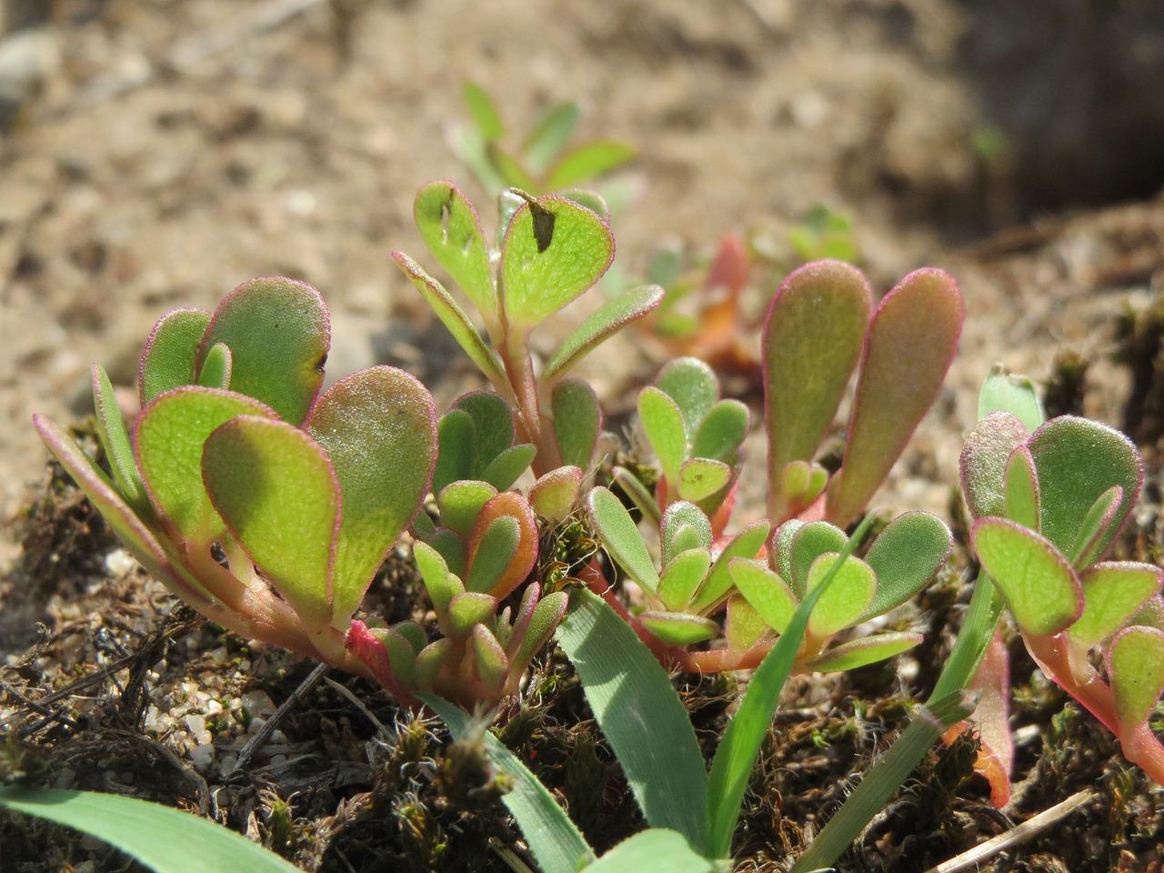 Il campo in tavola: ricette con la portulaca