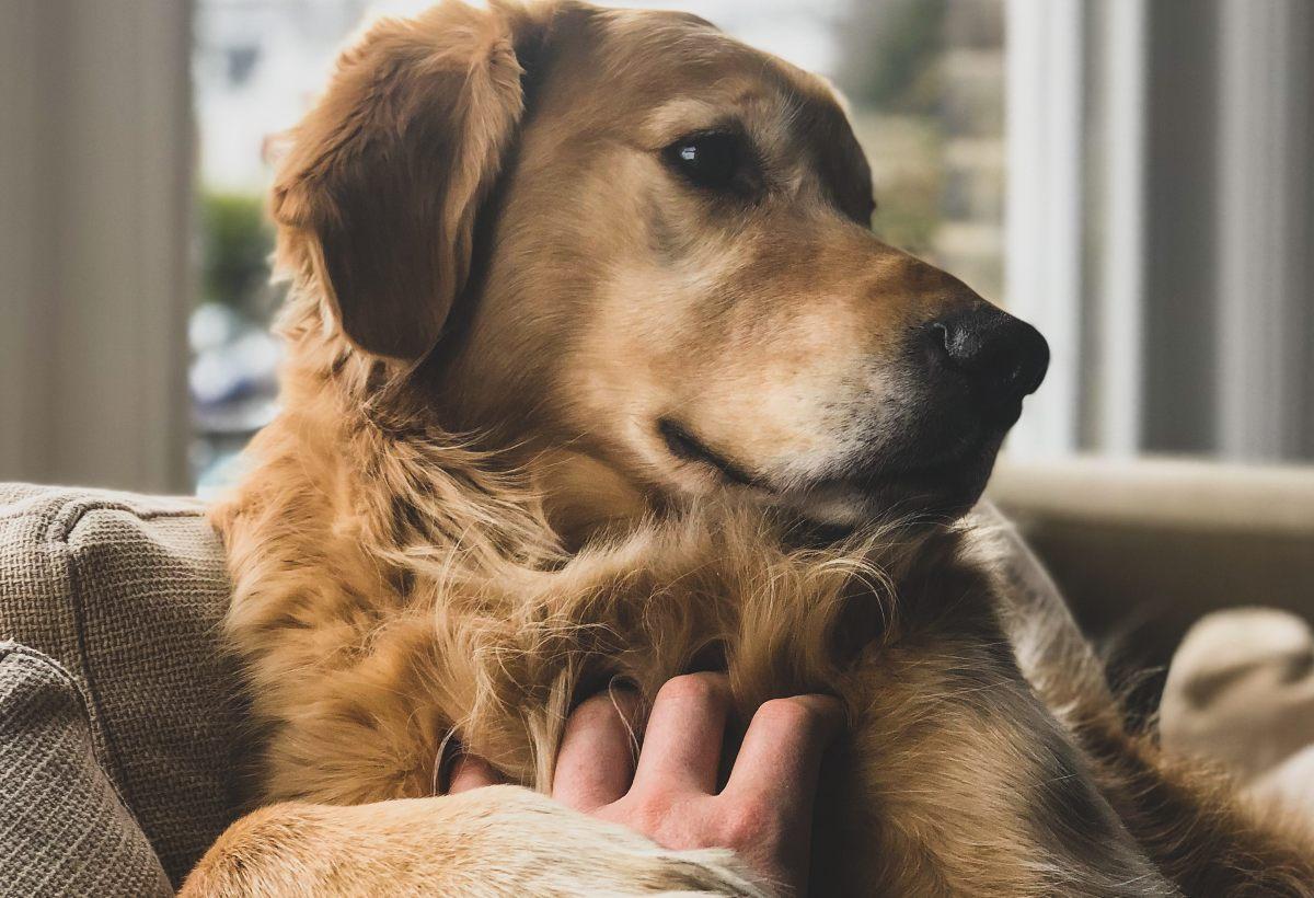 Quali sono i sintomi di demenza nei nostri animali domestici?