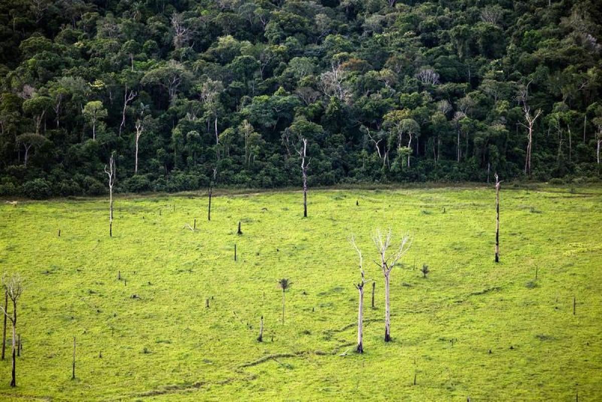 Brasile, deforestazione da record in Amazzonia nel 2022