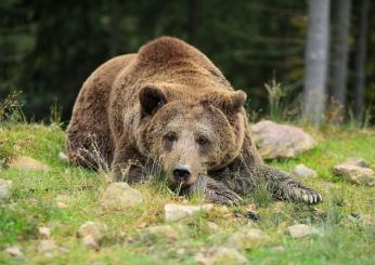 Trentino, arriva l’ordinanza per abbattere l’orsa F36: le motivazioni