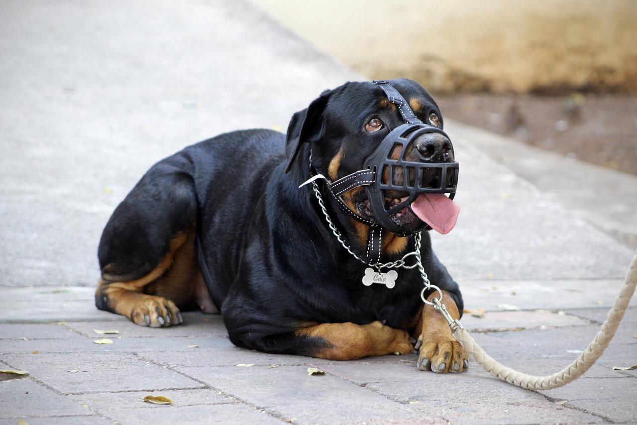 Museruola obbligatoria, quali cani devono portarla? Ecco cosa prevede la legge