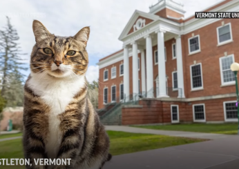 Gatto si laurea in America, Max the cat è dottore in letteratura alla Vermont University: la cerimonia fa impazzire il web | FOTO