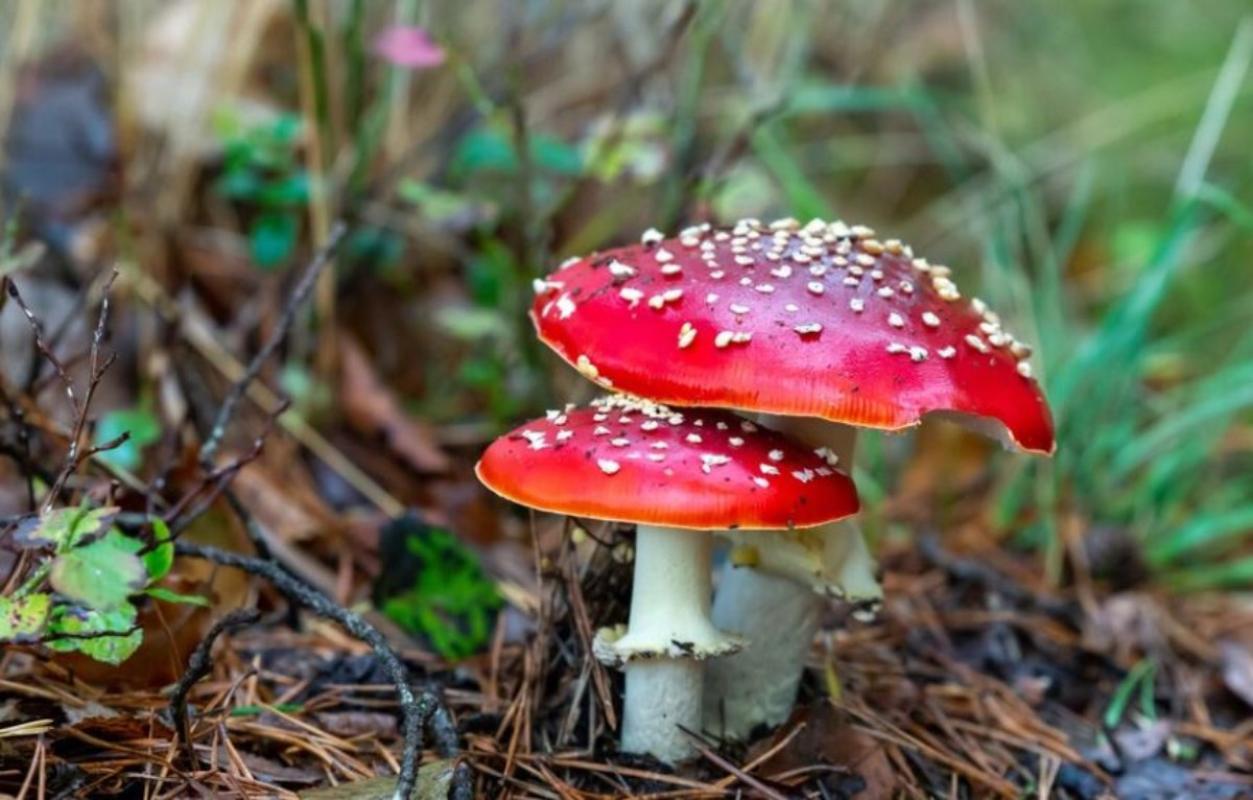 Quali sono i sintomi dell’avvelenamento da funghi e cosa fare se succede