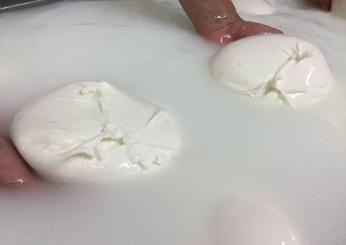 “Nina” è l’IA per la salvaguardia della mozzarella di bufala campana Dop, il direttore del Consorzio: “Tuteliamo il made in Italy contro i fake”