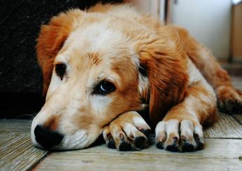 Cosa dare a un cane che vomita? Consigli per farlo stare bene in fretta