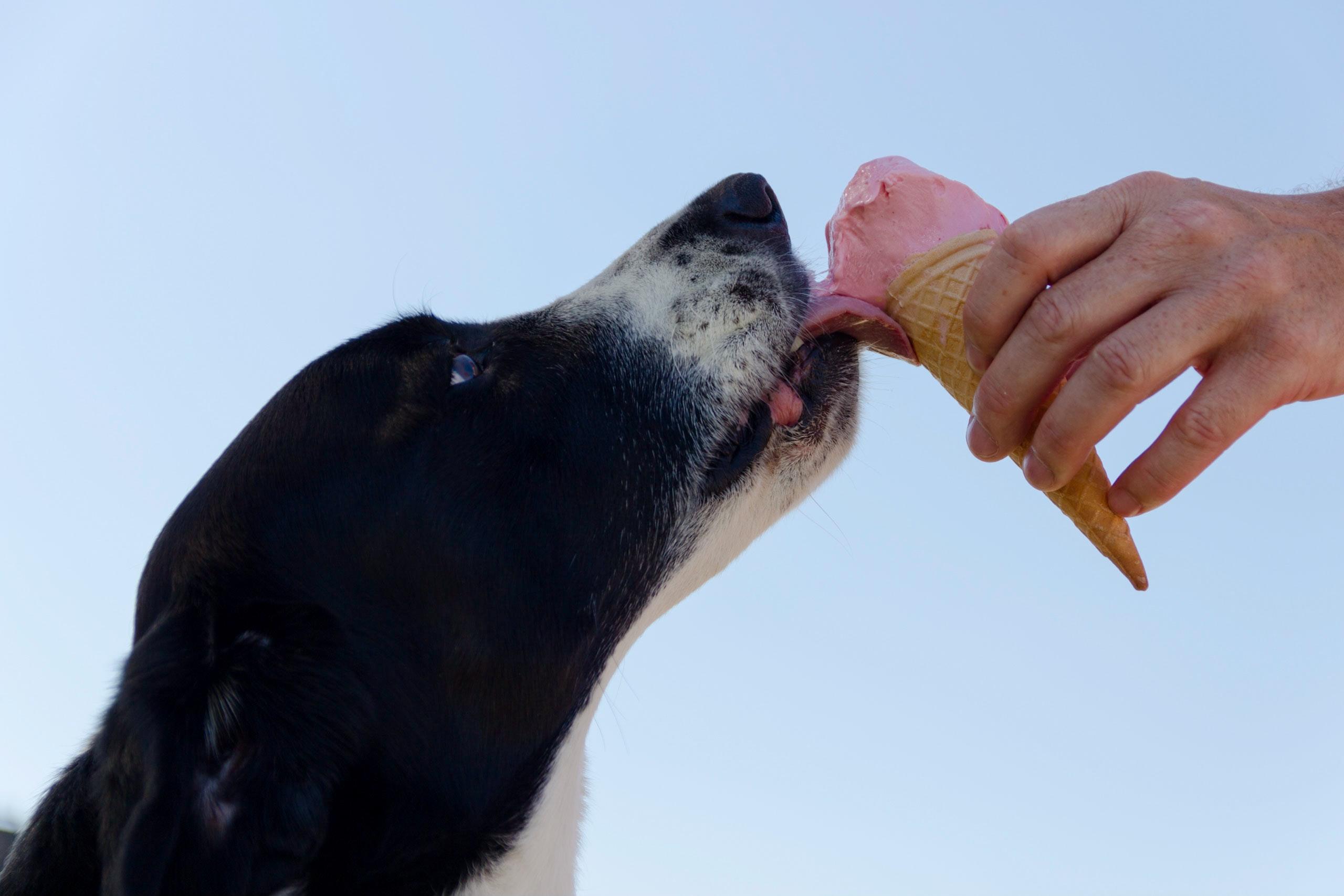 Amore a quattro zampe: ecco il gelato per cani