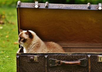 Quanto costa far viaggiare cane o gatto in aereo?