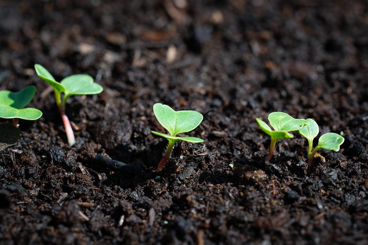 Cosa seminare a Settembre? Consigli su cosa piantare nell’orto e giardino