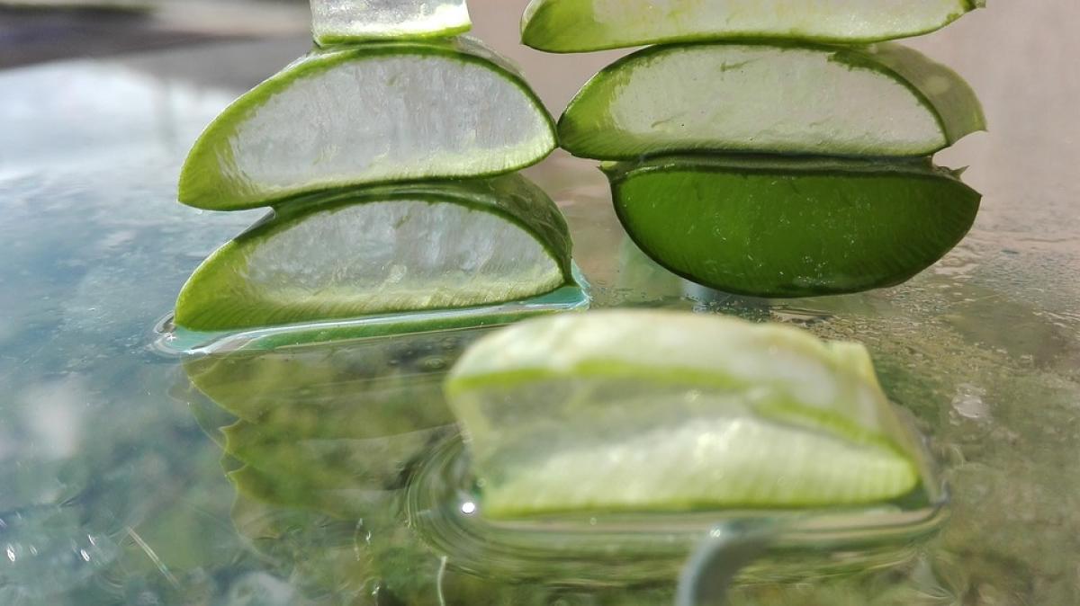 Aloe vera da bere: perché fa così bene