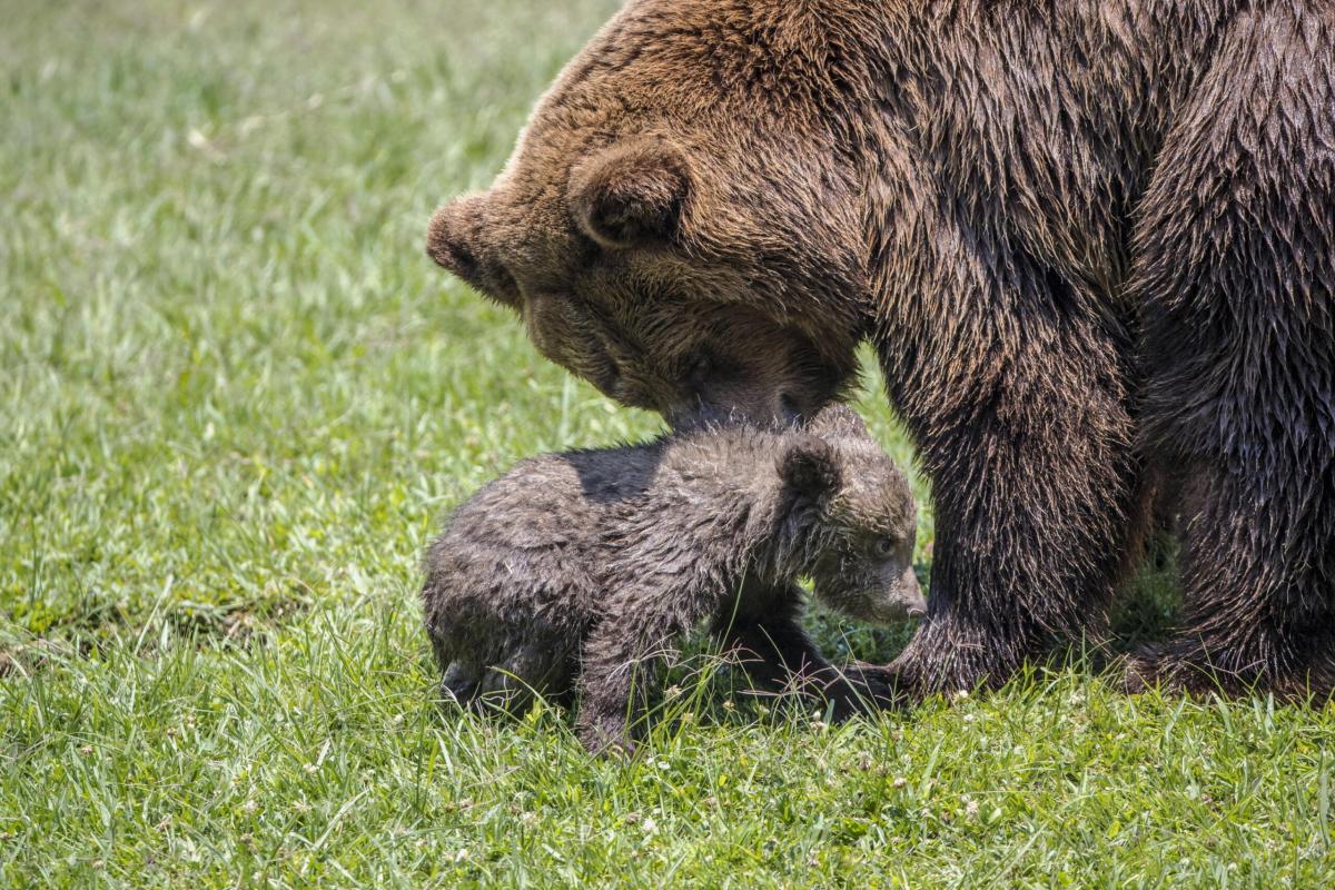 Spray anti-orso per i forestali, Ciriani: “Ok dal Ministero dell’In…