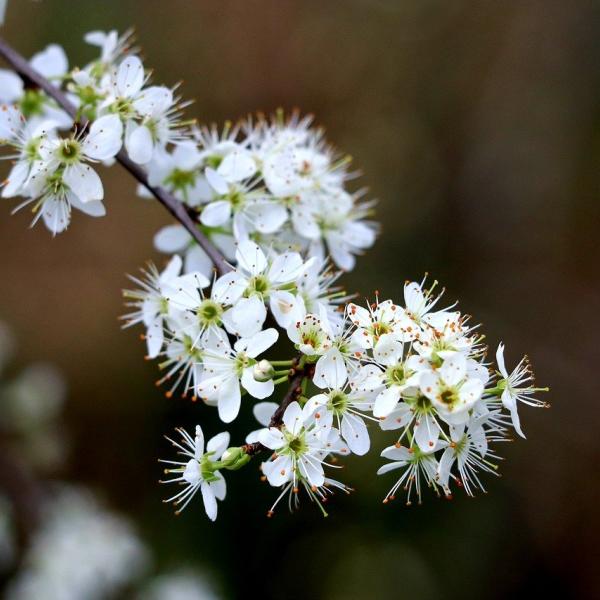 Benefici del biancospino, come usarlo? Caratteristiche e controindicazioni