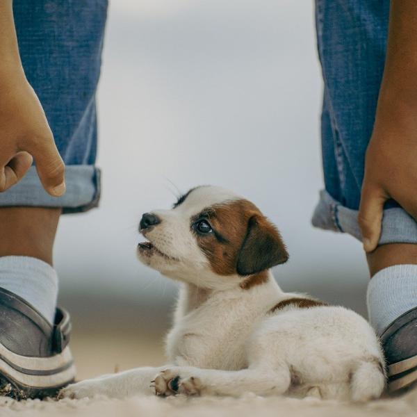 Come addestrare un cucciolo di cane?