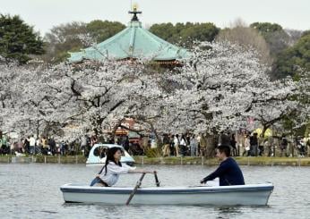 Arriva la fioritura dei ciliegi in Giappone: l’hanami 2024 a Tokyo lascia senza fiato i social | FOTO e VIDEO