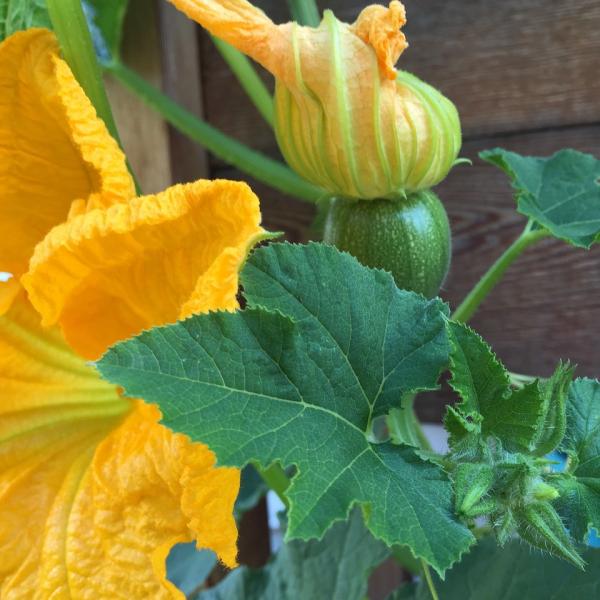 Come cucinare i fiori di zucca con la pasta: alcune ricette