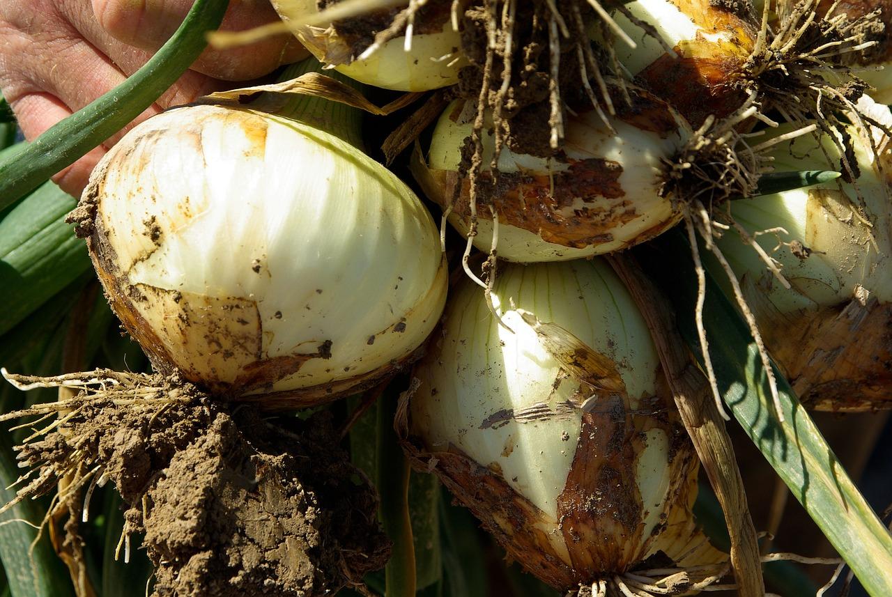 cipolla Giarratana ricette