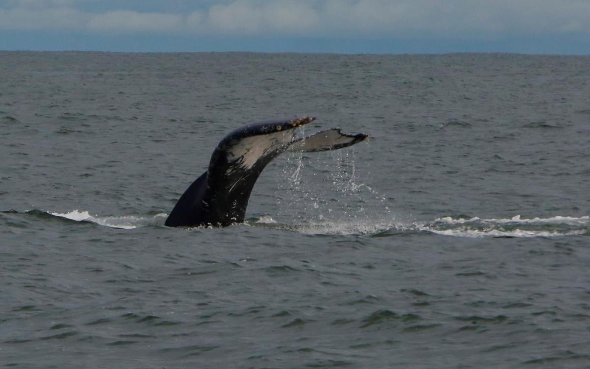 Balena in Liguria: il cetaceo ha dato spettacolo a Varigotti | VIDEO