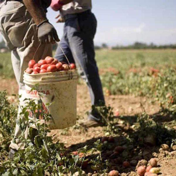 1 maggio, lavoratori agricoli e sfruttamento, Yvan Sagnet (NO CAP): “Per combattere il caporalato non basta la repressione. Servono riforme per la prevenzione”