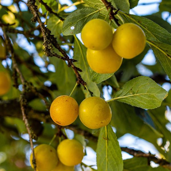 Fantastici gusti nostrani: due ricette con le susine gialle