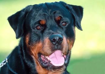 I rottweiler sono aggressivi e pericolosi? Il parere del veterinario dopo il caso dell’uomo sbranato a Manziana