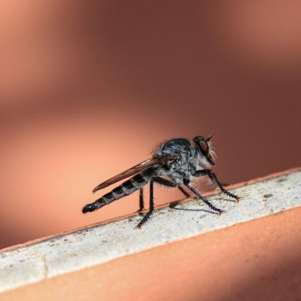 Quali sono i sintomi della febbre Dengue, le cause e le cure adeguate