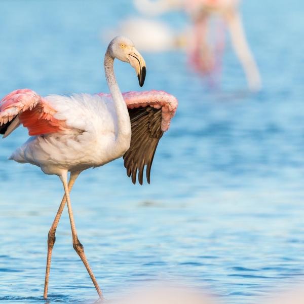 Parco del Delta del Po: adotta un fenicottero e salva la specie