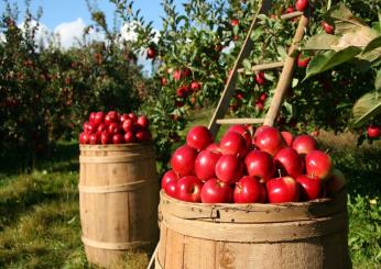 Domanda Disoccupazione agricola 2023: L’INPS eroga l’indennità in u…