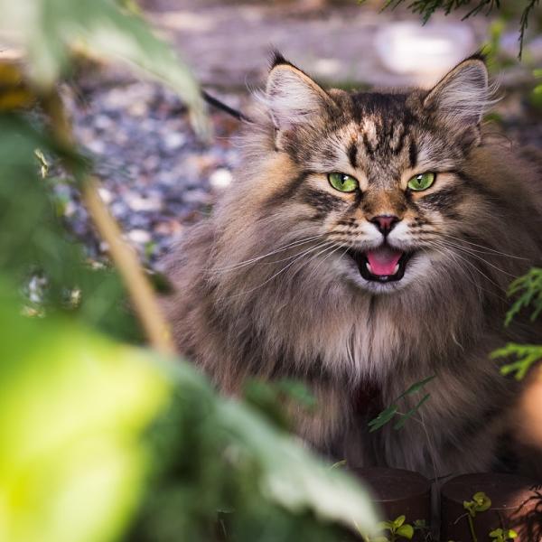 Come tenere lontani i gatti da giardini e terrazzi? Consigli e strategie