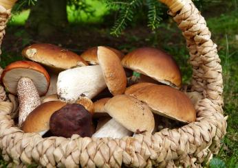 Coccole d’autunno: filetto ai funghi porcini