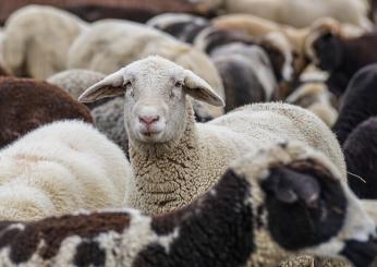 Sardegna, tecnologia negli allevamenti ovini per ridurre le emissio…