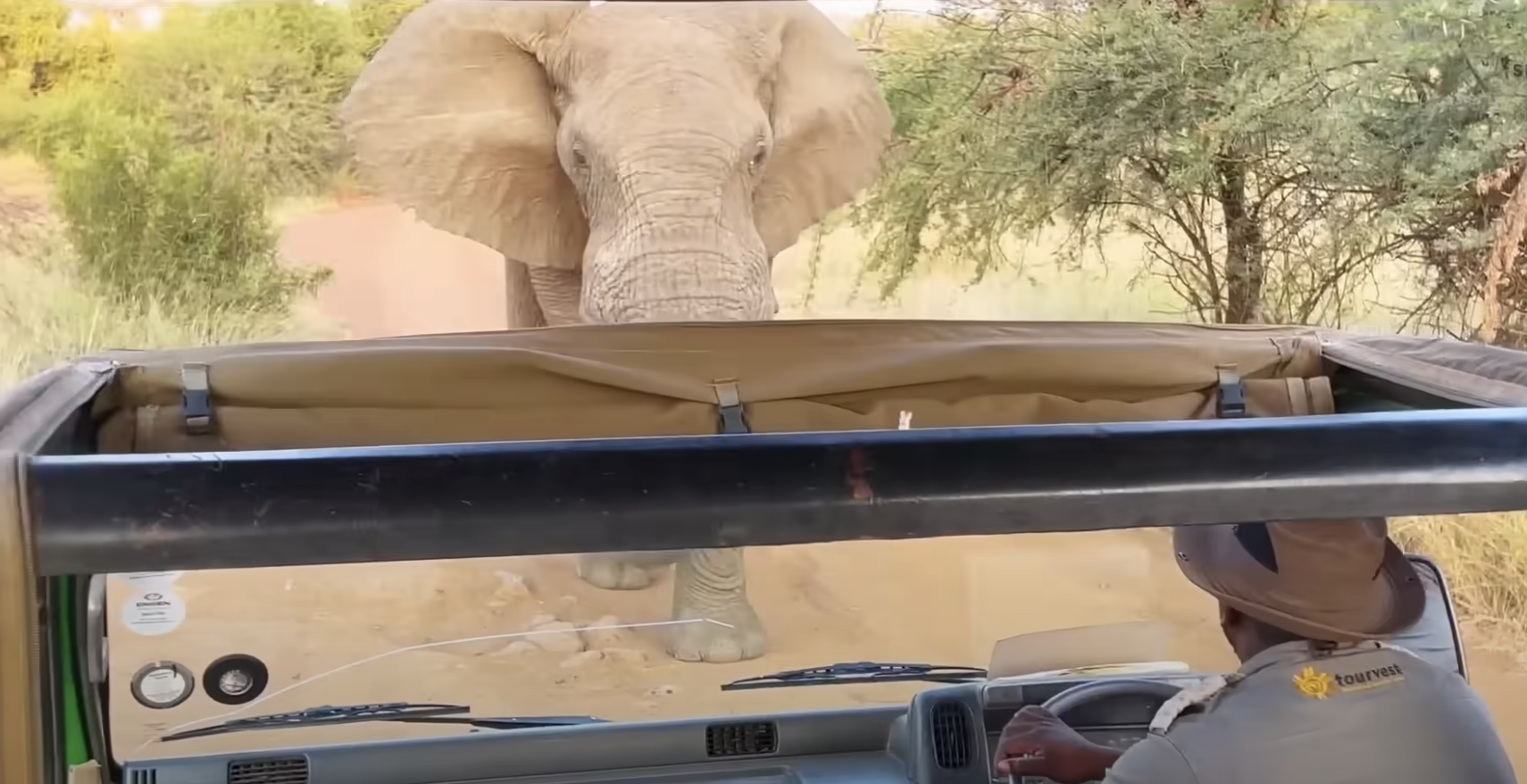 Sudafrica, turista americana uccisa da un elefante in Zambia