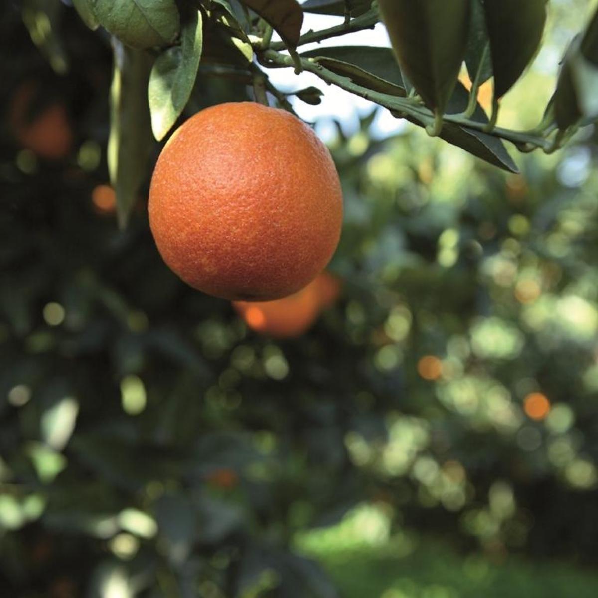 Caro prezzi, gli italiani comprano sempre meno frutta: vendite ai m…