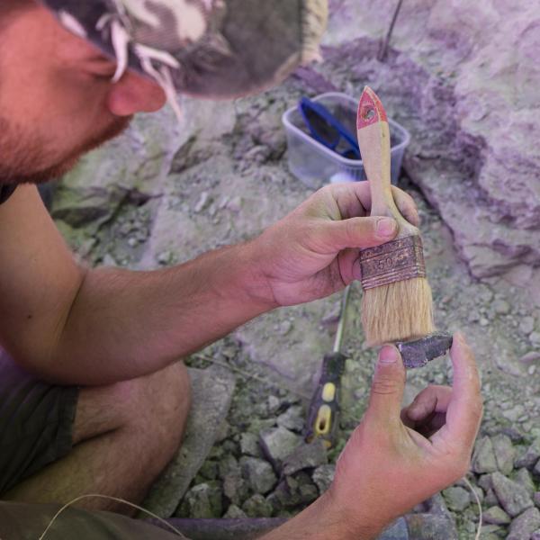 Bari, orme di dinosauri sugli scogli: “I segni di tre antichissime dita”, l’importante scoperta fatta a Santo Spirito