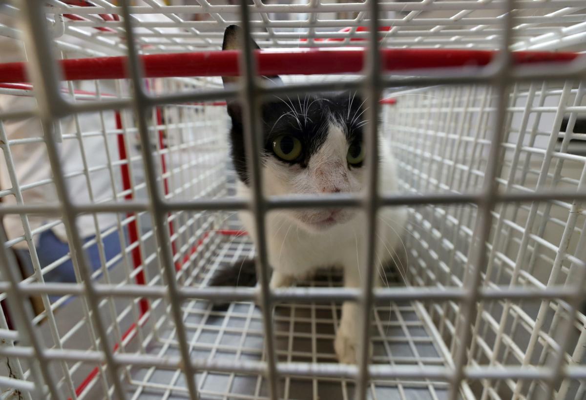 USA, peste in Oregon: un gatto contagia un uomo. L’animale non sopravvive