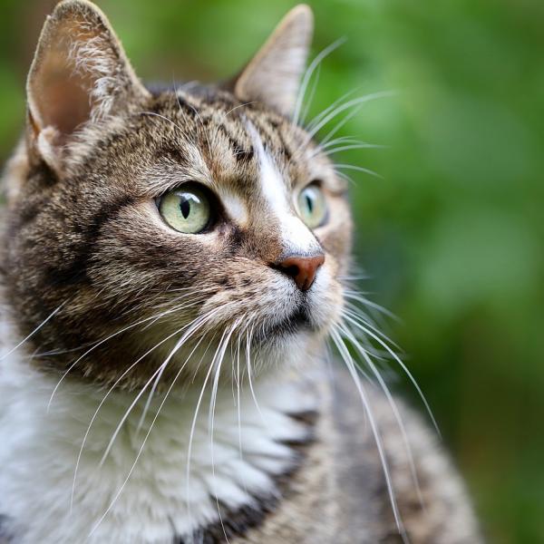 I gatti cosa non possono mangiare? Ecco i cibi più pericolosi e perché