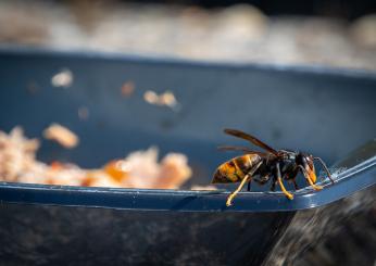 Vespa velutina: com’è fatto il nido e conseguenze puntura. Allerta …