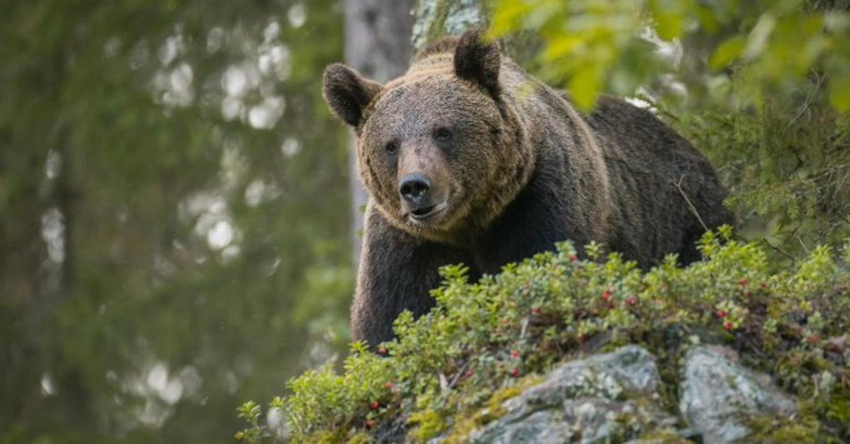 Orsi, i cacciatori del Trentino scrivono al Tar: “Jj4 è pericolosa,…