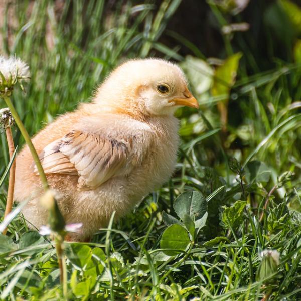 Auguri di pasquetta da mandare su whatsapp: idee frasi originali