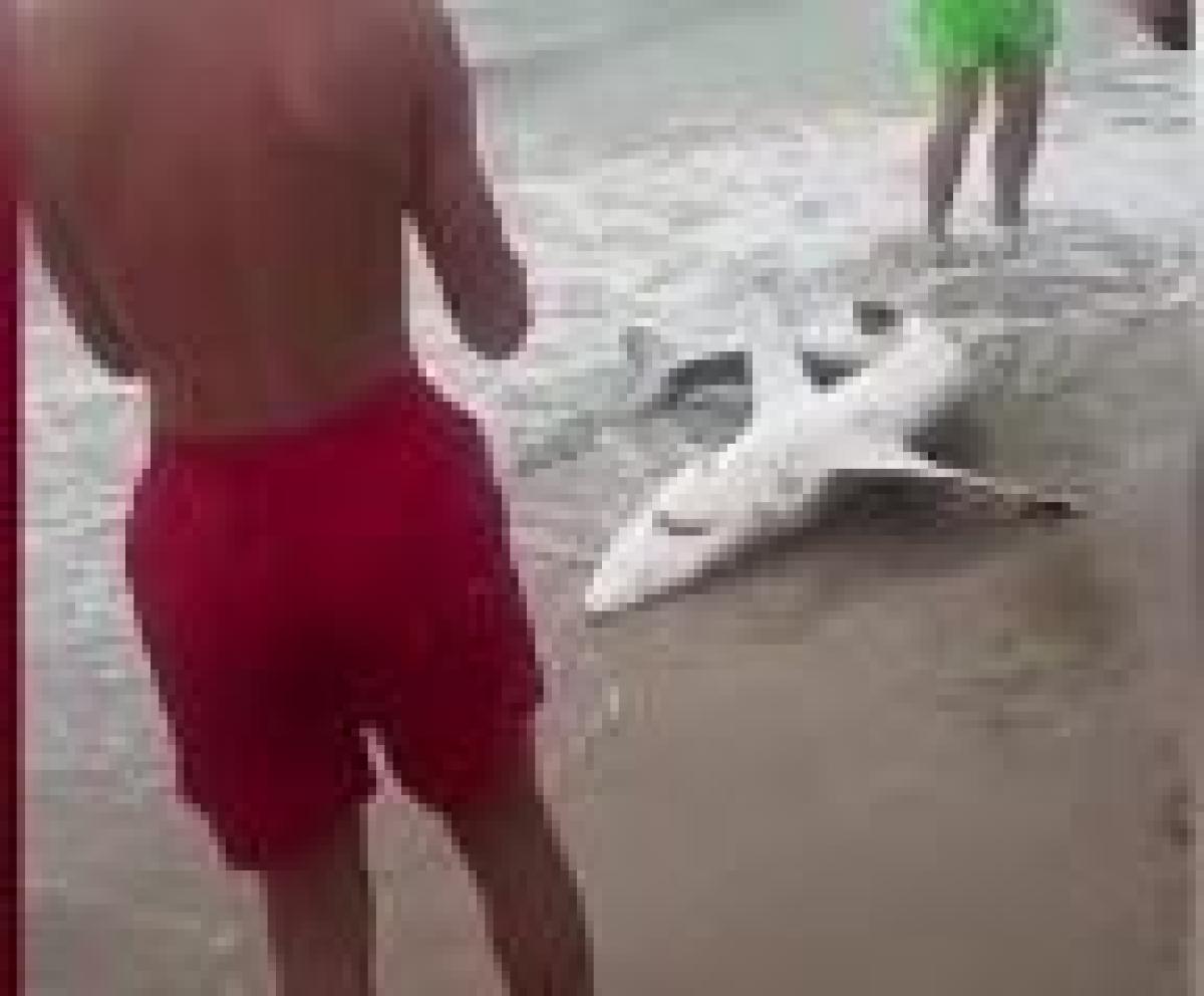 Squalo in Sardegna trascinato sulla spiaggia per un selfie