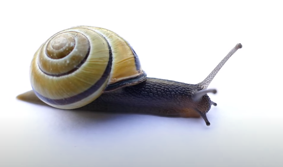 Dove si trova la sequenza di Fibonacci in natura?