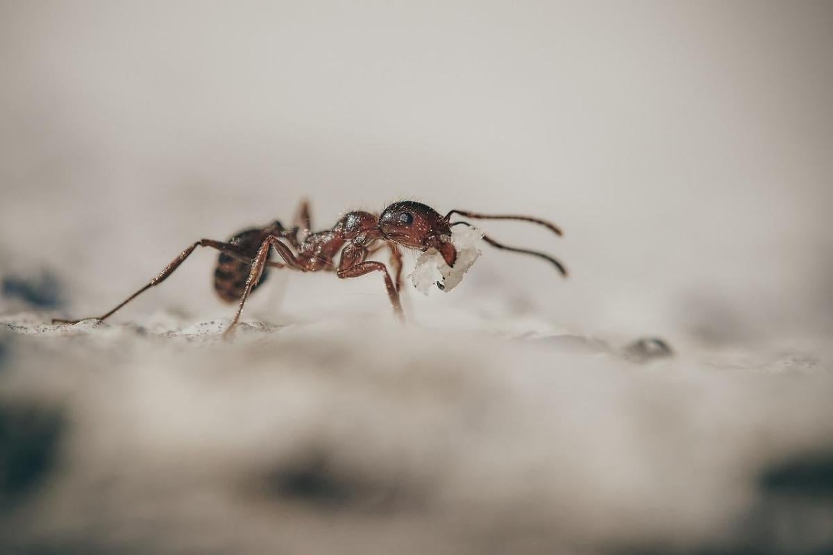 Formiche in casa come eliminarle in modo naturale