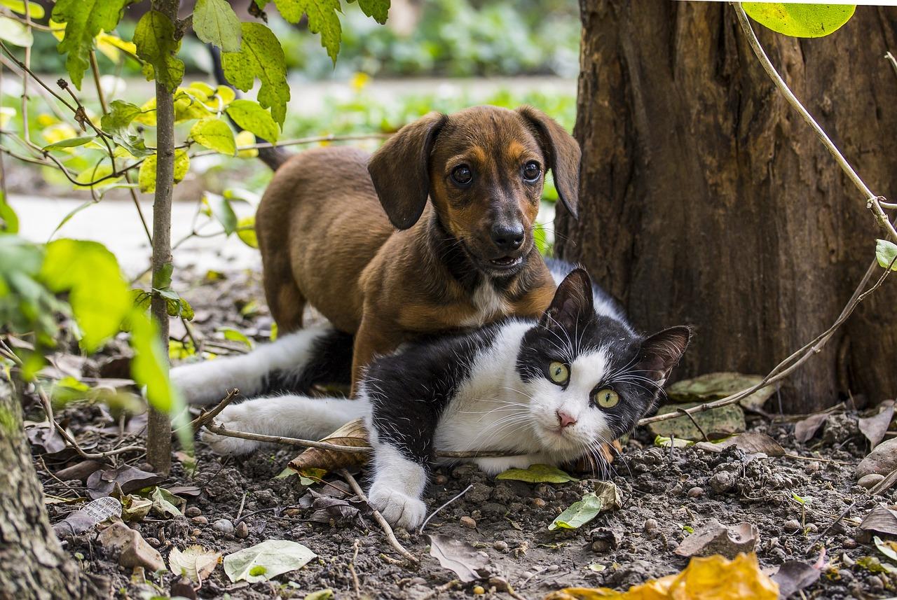 Bonus animali domestici 2023: importo detrazione, requisiti e come richiederlo?