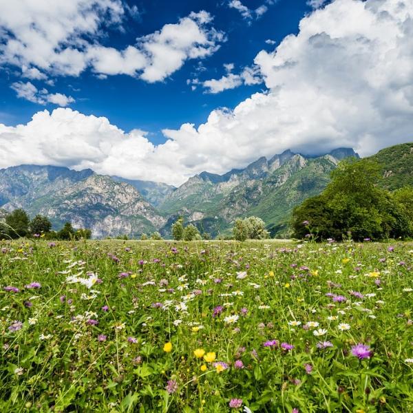 Bisciola: la ricetta originale del dolce della Valtellina